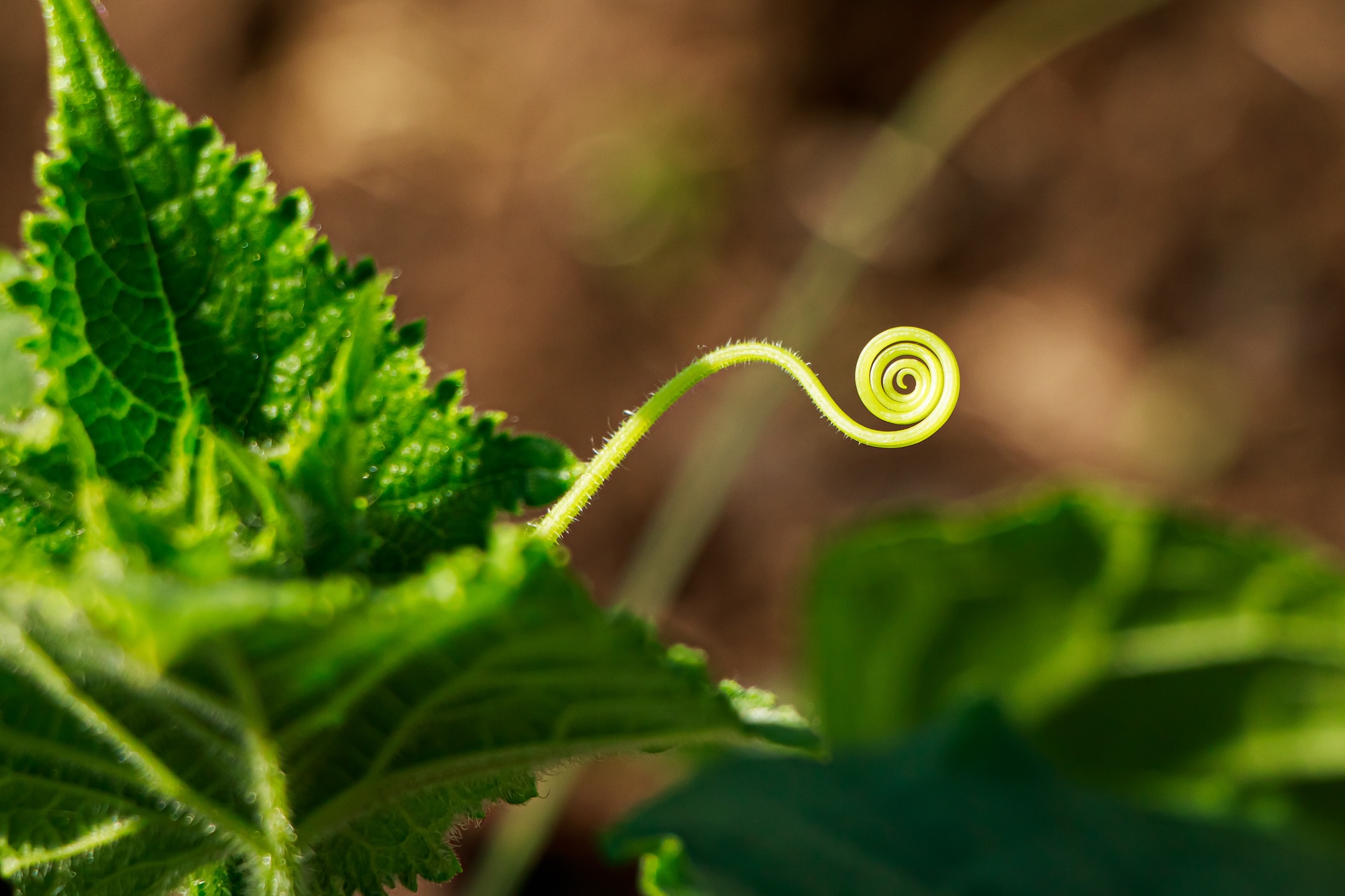 Green sprouts of cucumbers close-up. Growing vegetables in greenhouse.