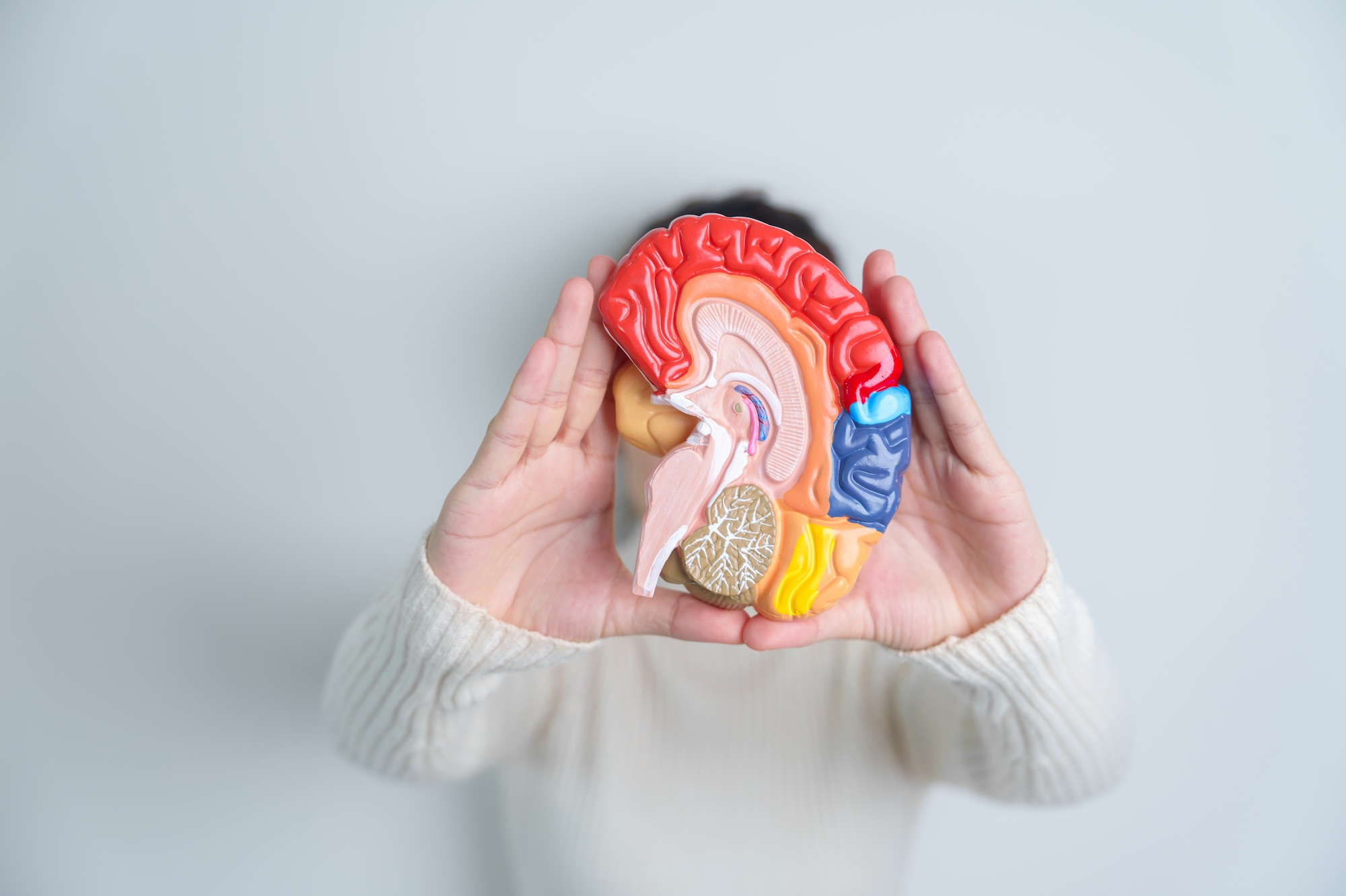 Woman holding human Brain model.